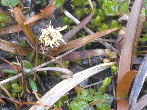 Carex talbotii, photograph 6