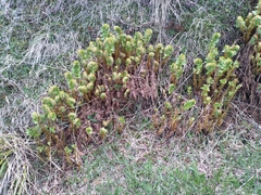 Polystichum cystostegium