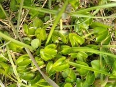 Caltha obtusa
