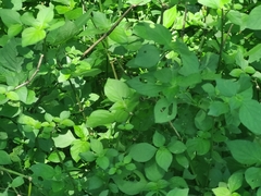 Isoglossa woodii