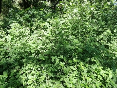 Isoglossa woodii