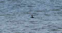 Melanitta stejnegeri