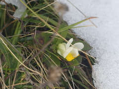 Polygaloides chamaebuxus