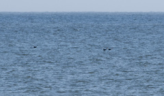 Melanitta stejnegeri