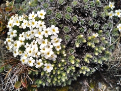 Myosotis pulvinaris