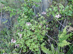 Pelargonium peltatum