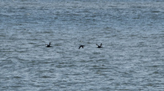 Melanitta stejnegeri