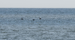 Melanitta stejnegeri