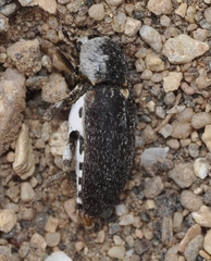 Dermestes frischii
