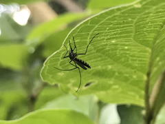 Armigeres subalbatus