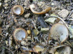 Humaria hemisphaerica