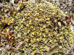 Anisotome imbricata