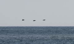 Melanitta stejnegeri