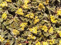 Anisotome imbricata