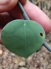 Stephania cephalantha