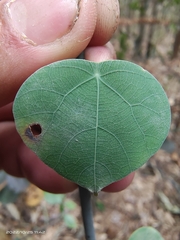Stephania cephalantha