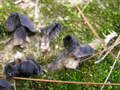 Helvella semiobruta