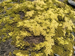 Hectorella caespitosa