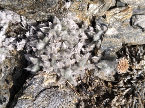Leptinella albida, photograph 4