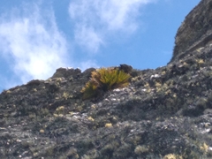 Aciphylla montana