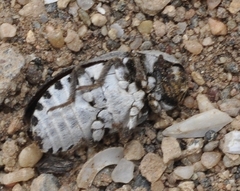 Dermestes frischii