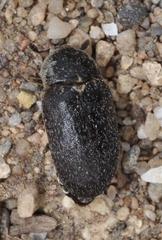 Dermestes frischii