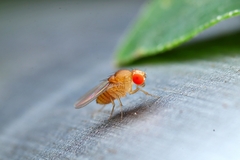 Drosophila