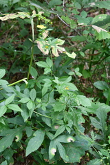 Potentilla cryptotaeniae