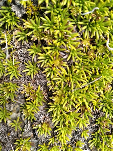 Abrotanella inconspicua (Abrotanella inconspicua)