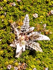 Anisotome lanuginosa