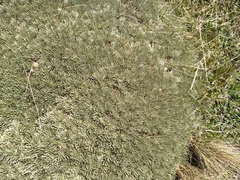 Celmisia sessiliflora