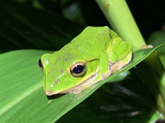 Zhangixalus prasinatus