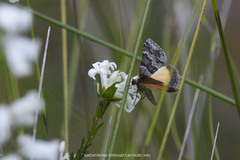 Dichromodes ainaria