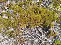 Dracophyllum muscoides