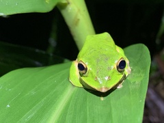 Zhangixalus prasinatus