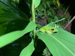Zhangixalus prasinatus
