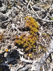 Dracophyllum muscoides