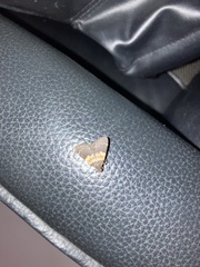 Hydrillodes lentalis