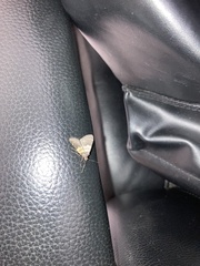 Hydrillodes lentalis