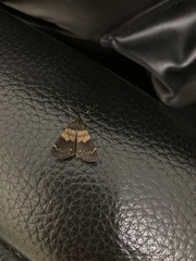 Hydrillodes lentalis