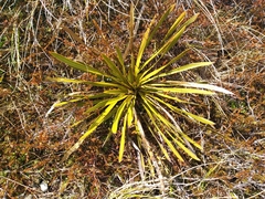 Aciphylla kirkii