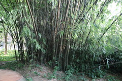 Bambusa sinospinosa