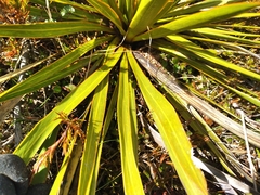 Aciphylla kirkii