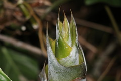 Bambusa sinospinosa