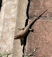 Trachylepis wahlbergii