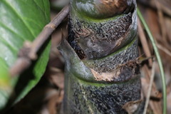 Bambusa sinospinosa