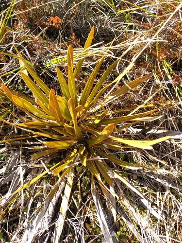 Aciphylla kirkii (Aciphylla kirkii)