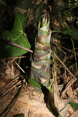 Bambusa sinospinosa
