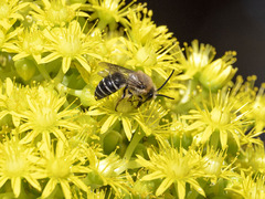 Colletes dimidiatus