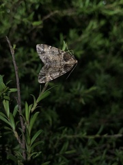 Pseudocoremia productata